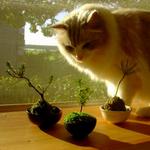 bonsai.jpg