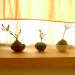 bonsai2.jpg