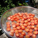 tomato1.jpg