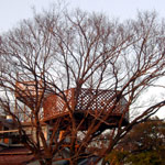 treehouse01.jpg